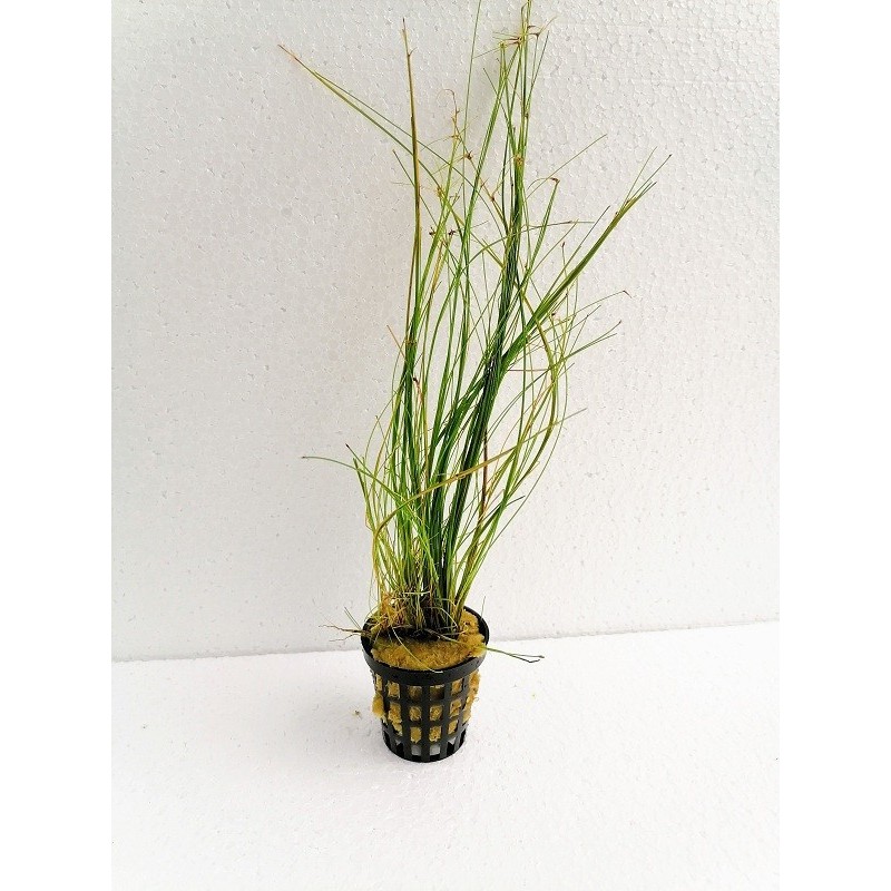 Eleocharis vivipara