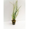 Eleocharis vivipara