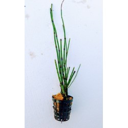 Equisetum japonicum