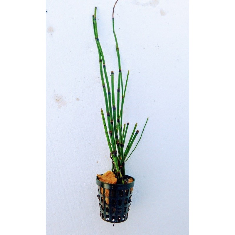 Equisetum japonicum