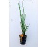 Equisetum japonicum