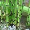 Equisetum japonicum
