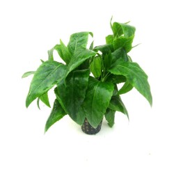 Gymnocoronis spilanthoides