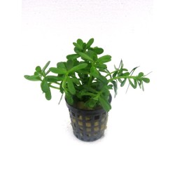 Hedyotis salzmannii