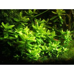 Hedyotis salzmannii