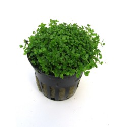 Hemianthus callitrichoides