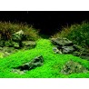 Hemianthus callitrichoides