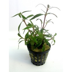Alternanthera sp mini