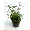 Alternanthera sp mini