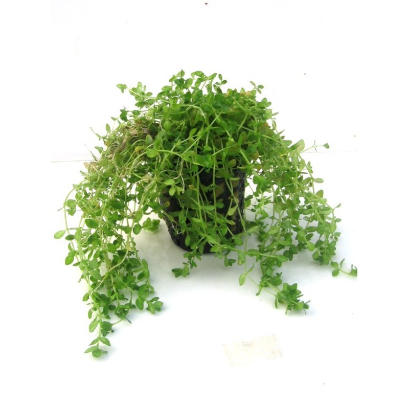 Hemianthus micranthemoides