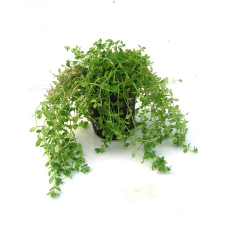 Hemianthus micranthemoides