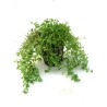 Hemianthus micranthemoides