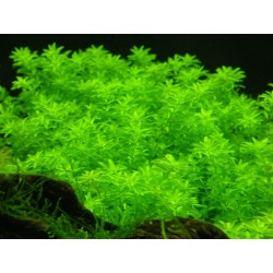 Hemianthus micranthemoides