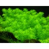 Hemianthus micranthemoides