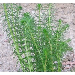 Hippuris vulgaris