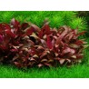 Alternanthera sp mini