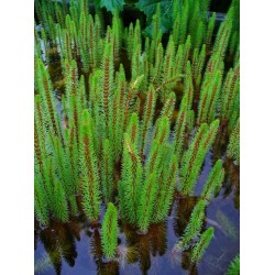 Hippuris vulgaris