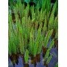 Hippuris vulgaris