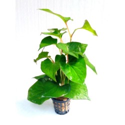 Houttuynia cordata