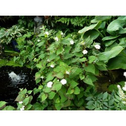 Houttuynia cordata