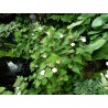Houttuynia cordata