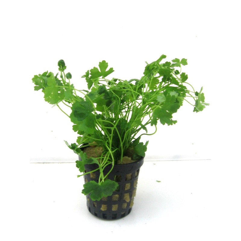 Hydrocotyle tripartita japan Hydrocotyle tripartita japan