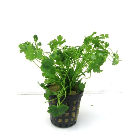 Hydrocotyle tripartita japan