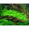 Hydrocotyle tripartita japan