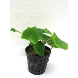 Hydrocotyle leucocephalla