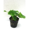 Hydrocotyle leucocephalla