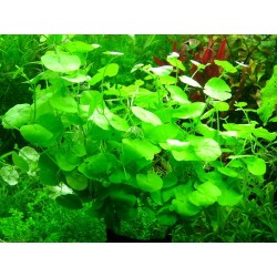 Hydrocotyle leucocephalla