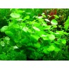 Hydrocotyle leucocephalla
