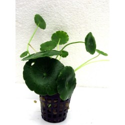 Hydrocotyle verticillata