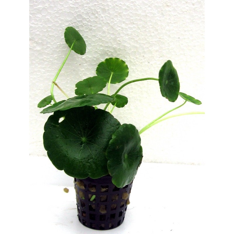 Hydrocotyle verticillata Hydrocotyle verticillata