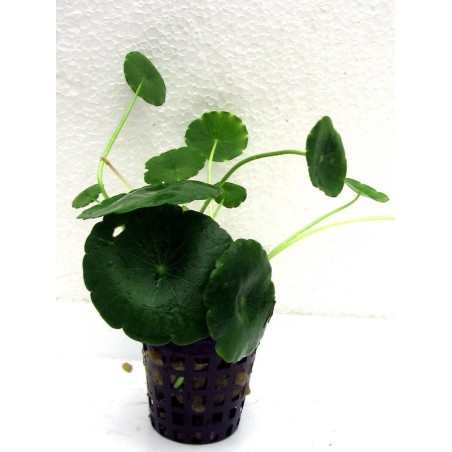Hydrocotyle verticillata