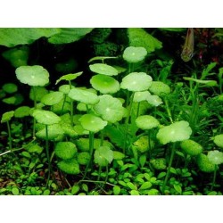Hydrocotyle verticillata