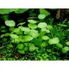 Hydrocotyle verticillata