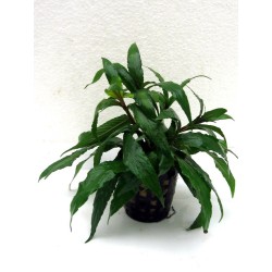 Hygrophila angustifolia