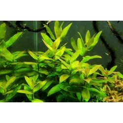 Ammannia multiflora