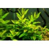 Ammannia multiflora