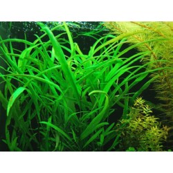 Hygrophila angustifolia