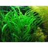 Hygrophila angustifolia