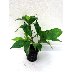 Hygrophila corymbosa siamensis