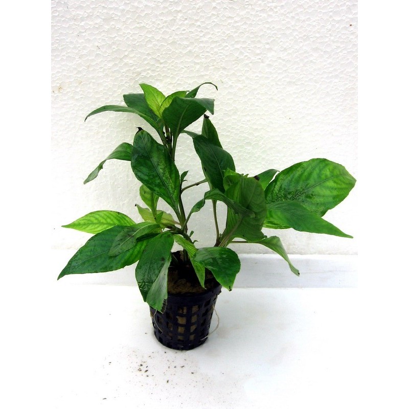 Hygrophila corymbosa siamensis