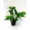 Hygrophila corymbosa siamensis