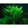 Hygrophila corymbosa siamensis