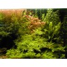 Hygrophila diformis
