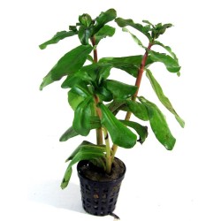 Ammannia multiflora