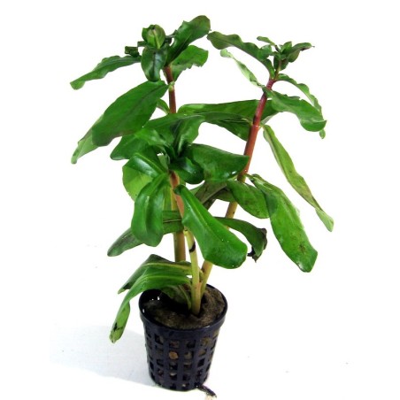 Ammannia multiflora