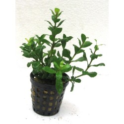 Hygrophila polysperma